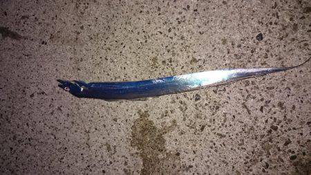 貝塚太刀魚狩り