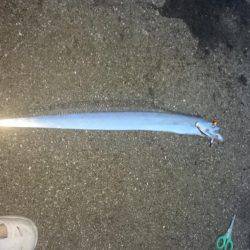 貝塚太刀魚、絶好調！