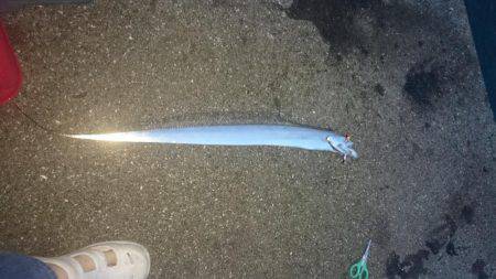 貝塚太刀魚、絶好調！