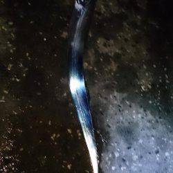 タチウオ のち サヨリ