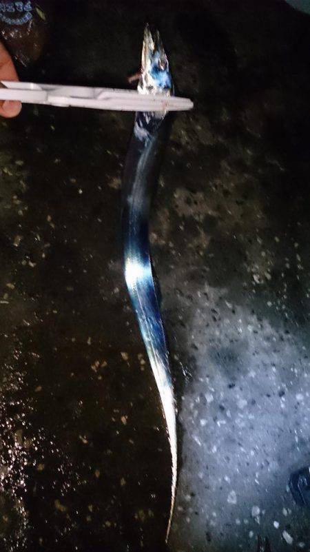 タチウオ のち サヨリ