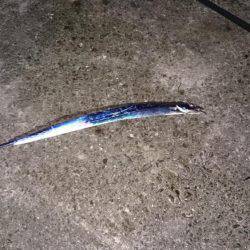 貝塚太刀魚狩り不調