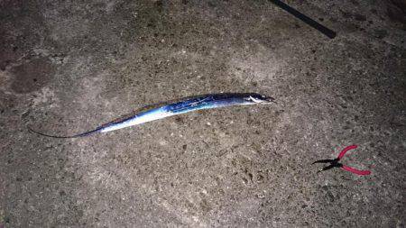 貝塚太刀魚狩り不調