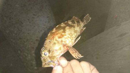 今季初メバリング