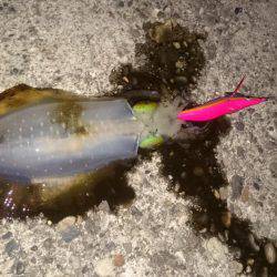 ナイトエギング