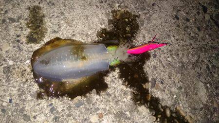 ナイトエギング