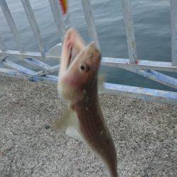 キャタリナのドラグを出したのは…。