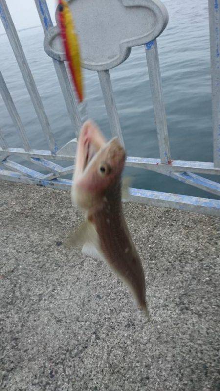 キャタリナのドラグを出したのは…。