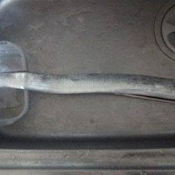 ドラゴンを求めて