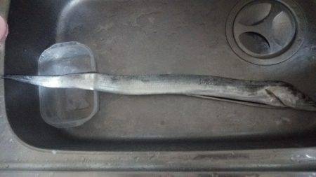 ドラゴンを求めて