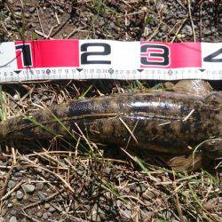 本命なんとかキャッチ!