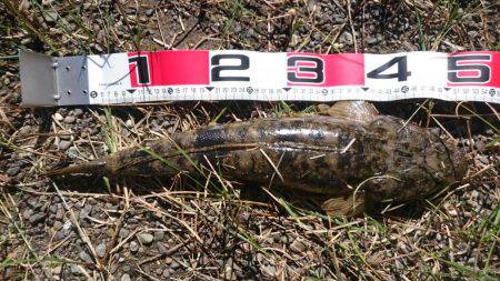 本命なんとかキャッチ！