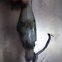 深日漁港でアオリイカ