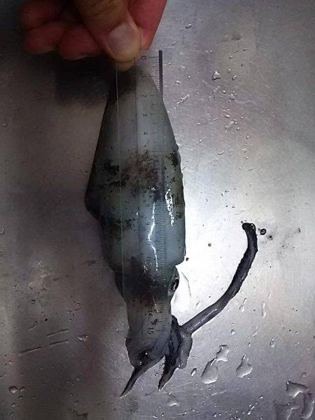 深日漁港でアオリイカ