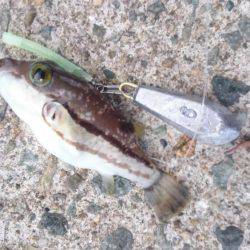 小浦一文字釣行！