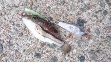 小浦一文字釣行！