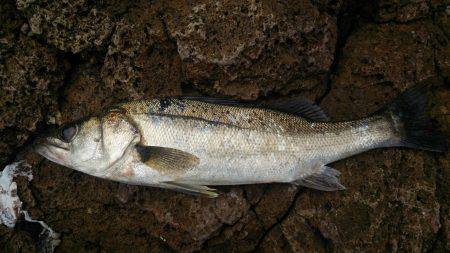 カニ釣れました！