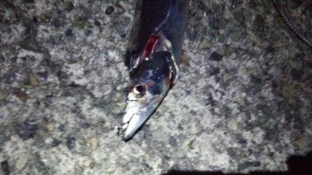 ドラゴン捕獲！