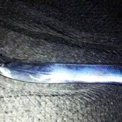 サゴシ釣れました(^^)