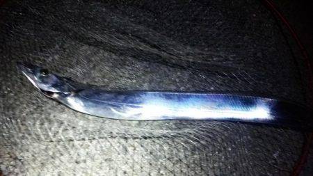 サゴシ釣れました(^^)