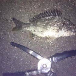 ワインドできずチニング