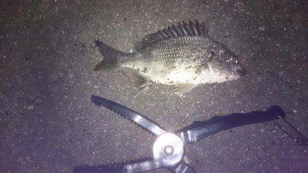 ワインドできずチニング