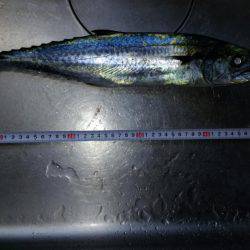 ブリ族は何処へ?