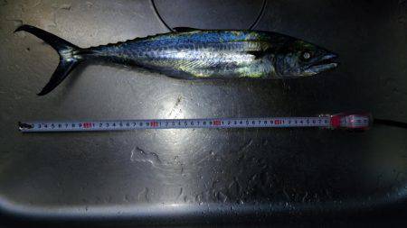 ブリ族は何処へ?