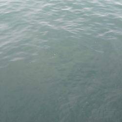 ショアジギ　サゴシゲット！！