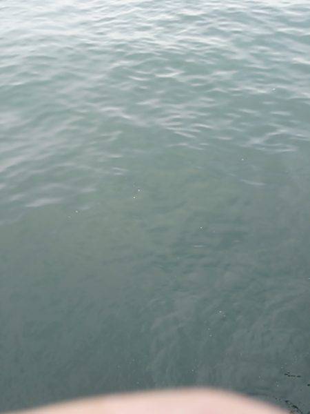 ショアジギ　サゴシゲット！！