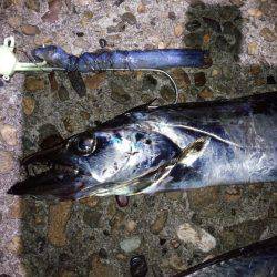 帰ってきた太刀魚!