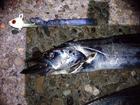 帰ってきた太刀魚!