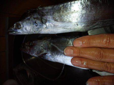 太刀魚釣り