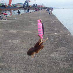 サゴシ激渋(>_<)