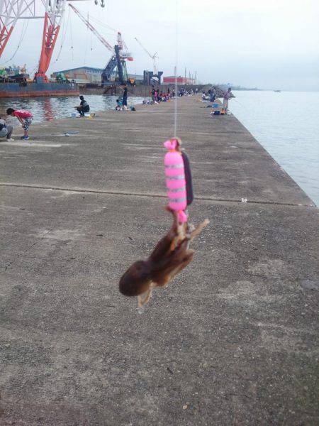 サゴシ激渋(>_<)