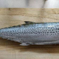 マヅメ青物狙いでサゴシ・・