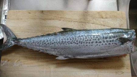 マヅメ青物狙いでサゴシ・・