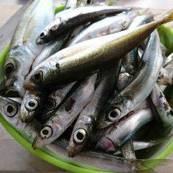 子供とファミリーフィッシング