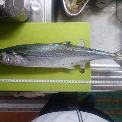 サゴシ激渋(>_<)