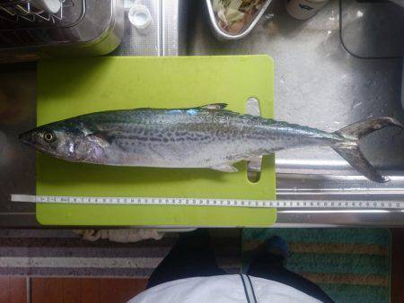 サゴシ激渋(>_<)