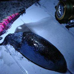 夜釣りでエギング