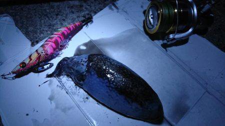 夜釣りでエギング