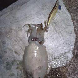 アオリイカ探して