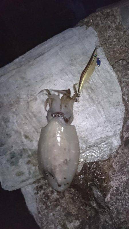 アオリイカ探して