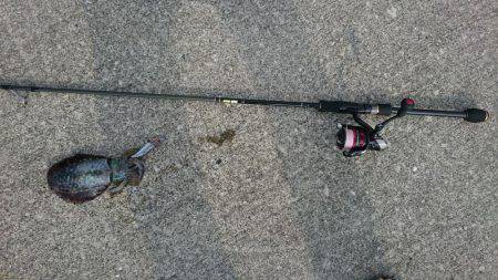 朝まずめ狙いでアオリイカ