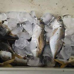 簡単楽しいアジング