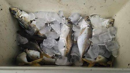 簡単楽しいアジング