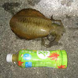 当たりが多い小さい為ヤエンが掛かりにくい！