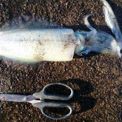 朝まずめ雨上がり狙いで行ってきました。