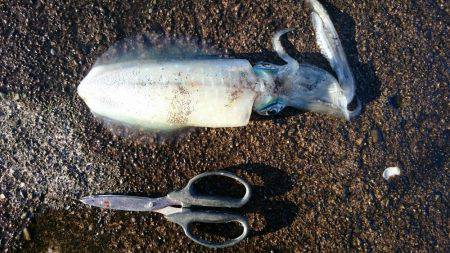朝まずめ雨上がり狙いで行ってきました。